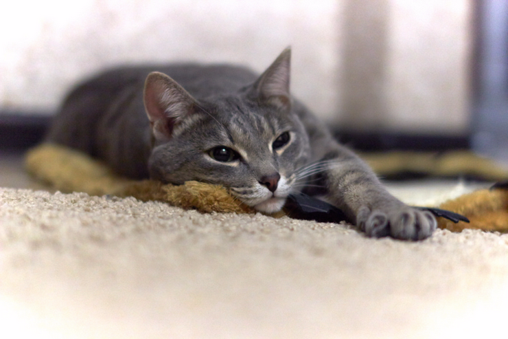 20161214180238-xvybu